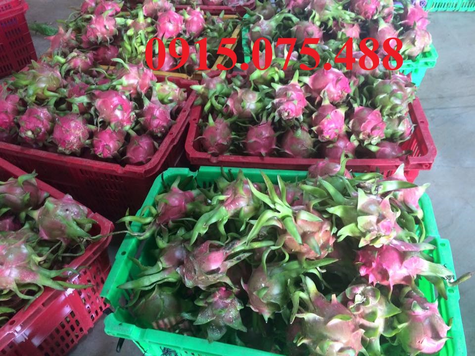 ky đựng thanh long - sọt đựng giầy - 0915075488